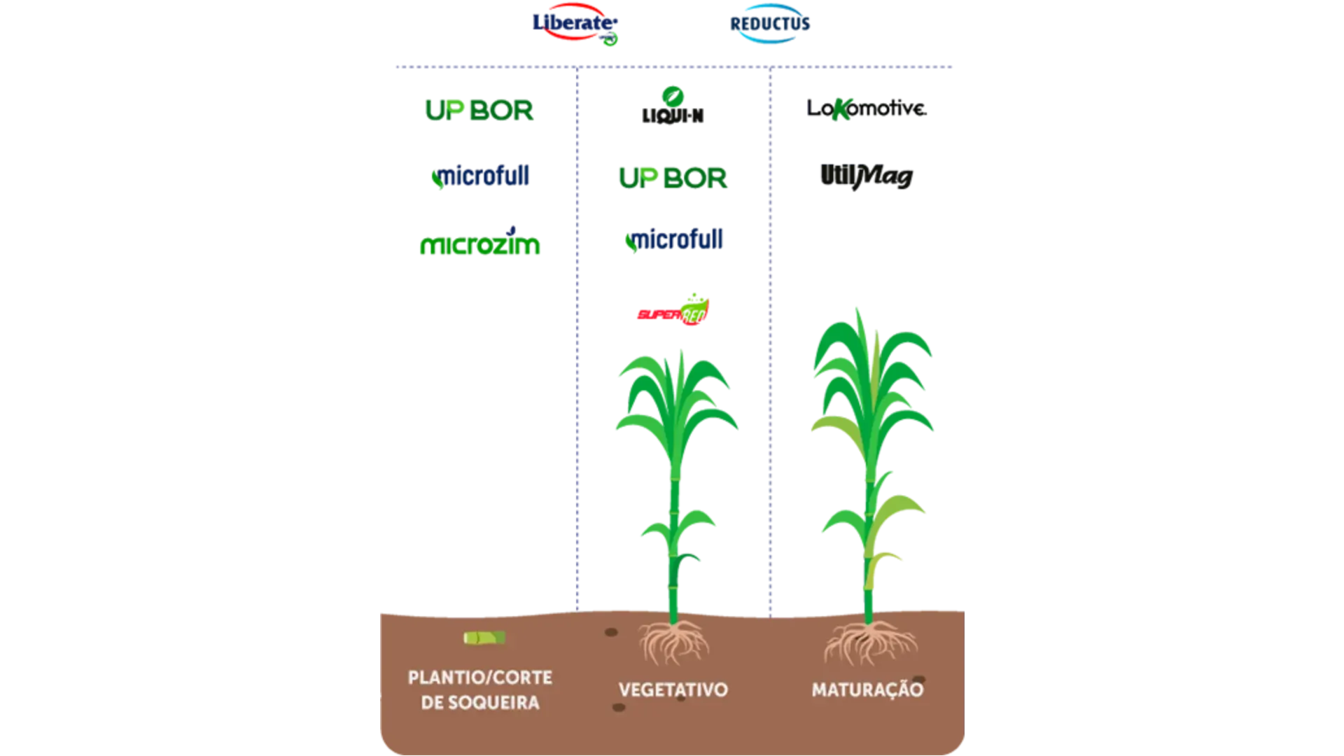 Infográfico Cana-de-açúcar